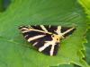 Euplagia quadripunctaria
